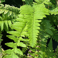 Dryopteris atrata